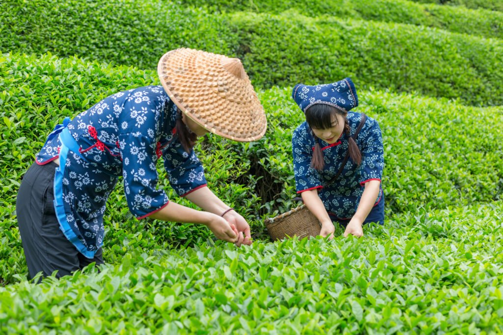 千库网 两个人对棵采茶照片上午两个人户外采摘摄影图配图 摄影图编号245909